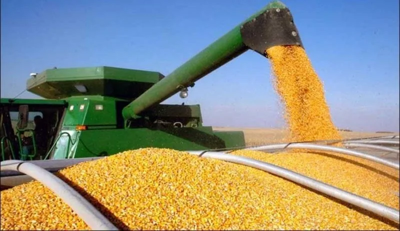 România,  cel mai mare exportator de porumb din UE