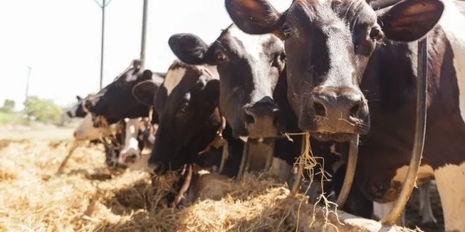 Situație „catastrofală” în zootehnie. Fermierii nu au primit ajutorul COVID de la Guvern