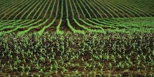Ministerul Agriculturii anunță că a început depunerea cererilor pentru acordarea ajutorului pentru sectorul vegetal