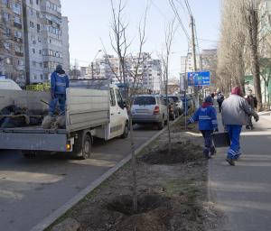O nouă campanie pentru plantări de arbori a început în municipiul Galați