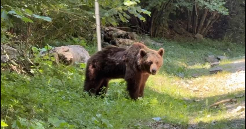 Ministerul Mediului, despre extragerea ursoaicei de pe Transfăgărășan: s-a acționat conform legii