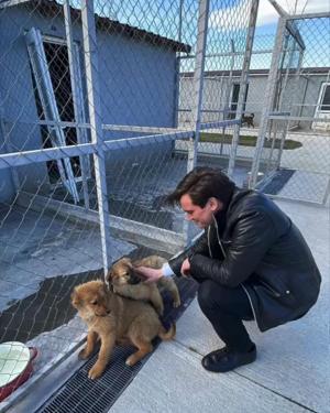 Bucureștenii din Sectorul 3 &icirc;și vor putea steriliza și microcipa gratuit animalele de rasă comună