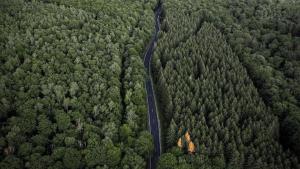 Statul majorează prima anuală acordată deținătorilor de terenuri pe care sunt efectuate împăduriri