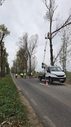 Acțiune de toaletare a arborilor în Județul Ilfov
