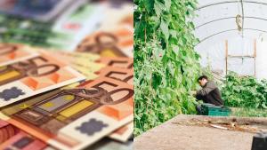 Ajutor de la stat. 350 de milioane de lei pentru cultivarea de legume în sere și solarii