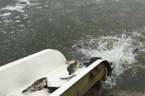 Fotea, CJ Galați: Veste bună pentru pasionații de pescuit. Populăm balta Zătun cu patru tone de pește