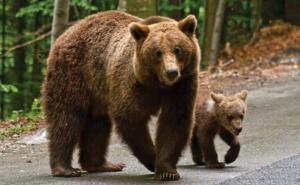Fechet: Opinia mea este că orice urs care pune în pericol viața omului femelă sau mascul, pui sau adult, trebuie împușcat