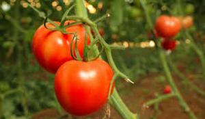 Ajutor de 125 de milioane de lei producătorilor agricoli care cultivă legume în sere și solarii