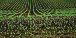 Ministerul Agriculturii anunță că a început depunerea cererilor pentru acordarea ajutorului pentru sectorul vegetal