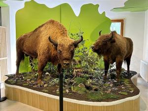 &quot;Ziua Zimbrului&quot; la Parcul Natural Vânători Neamț