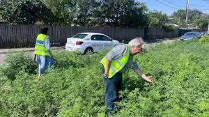Combaterea ambroziei în Ilfov continuă!