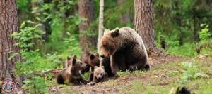 Amendamentele USR la legea vânătorii: ne este teamă că interesele vânătorilor, reprezentate de PSD-PNL, vor fi satisfăcute curând