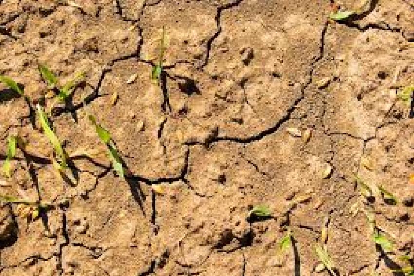 MADR propune ajutoare de până la 10.180 lei/ha pentru pomicultorii afectați de înghețul din 2025