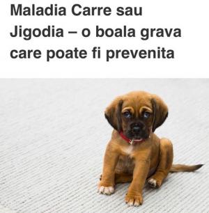 ATENȚIE‼️ Multiple focare de jigodie canină descoperite în Giurgiu!